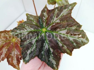 Бегония Starfolia